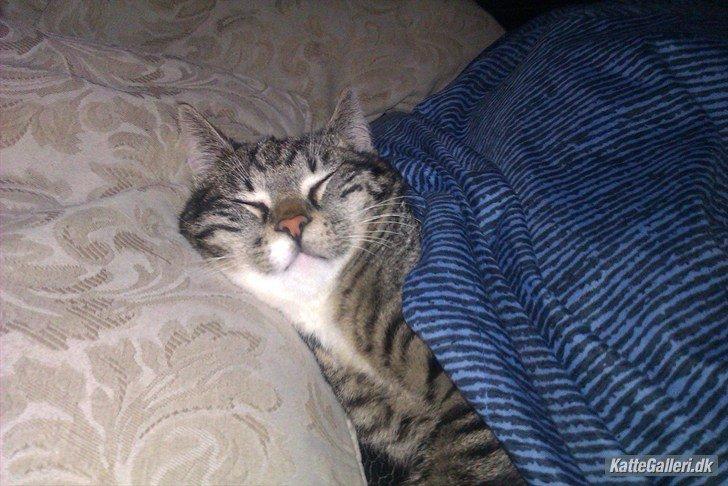 Huskat Tykke drengen :) billede 1