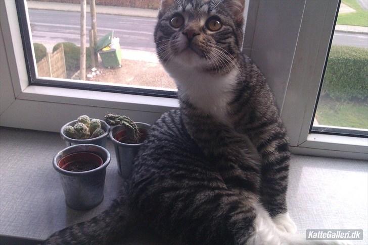 Huskat Tykke drengen :) billede 2