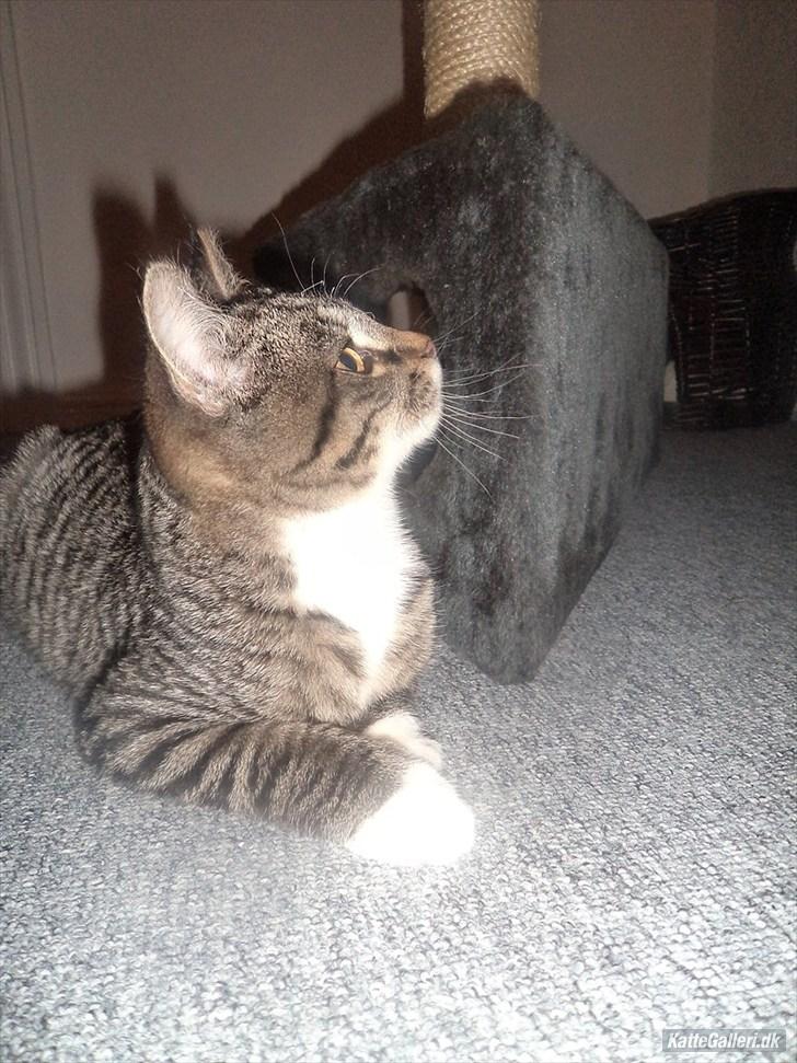 Huskat Tykke drengen :) billede 3