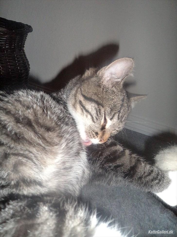 Huskat Tykke drengen :) billede 4