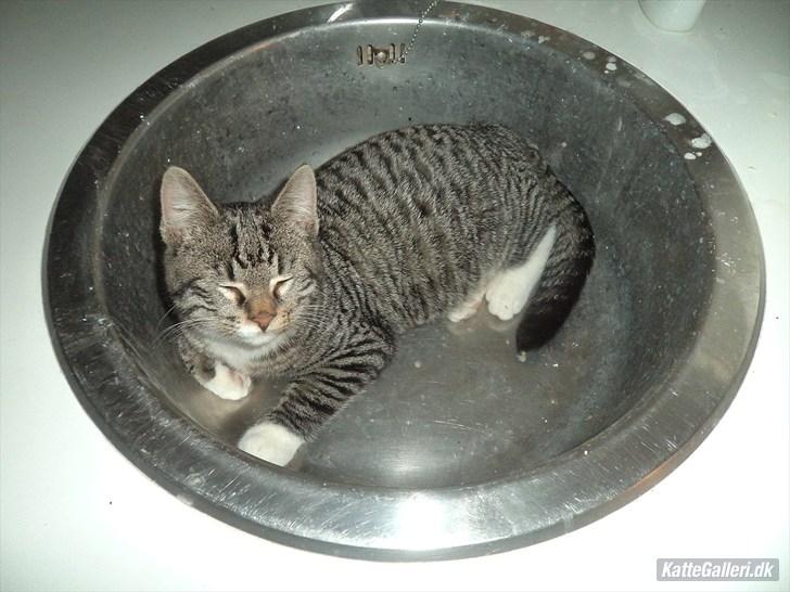 Huskat Tykke drengen :) billede 5