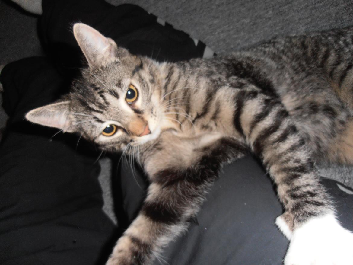 Huskat Tykke drengen :) billede 6