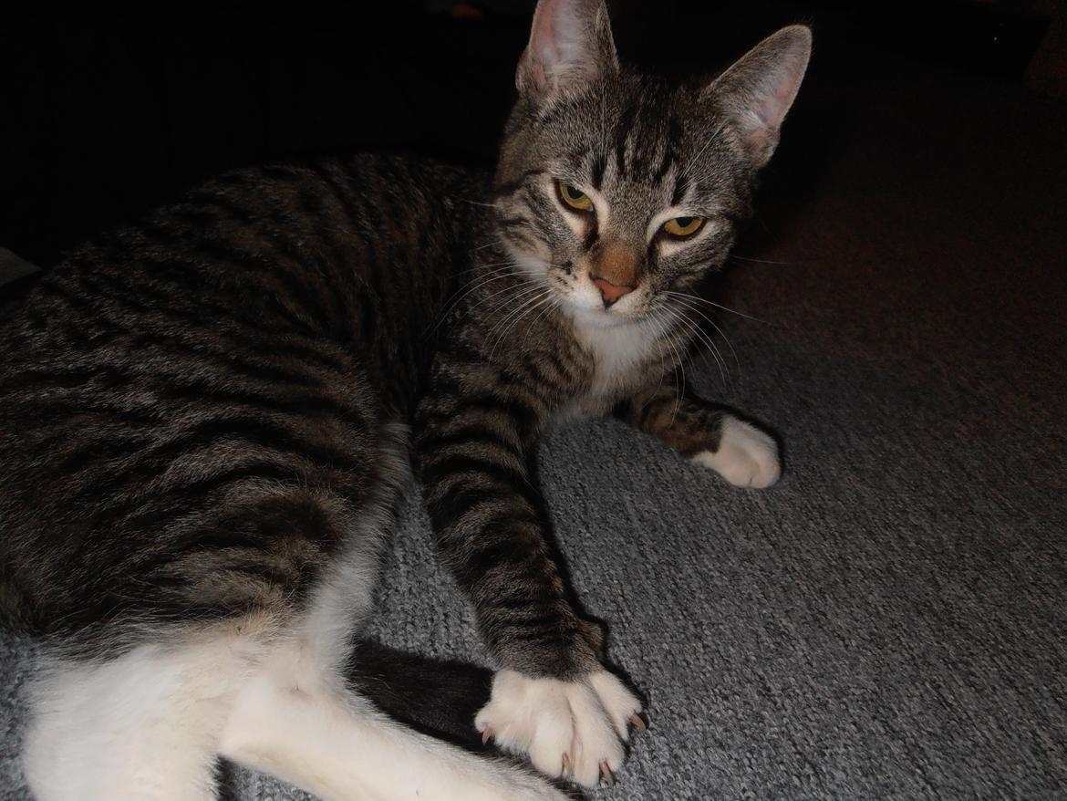 Huskat Tykke drengen :) billede 7