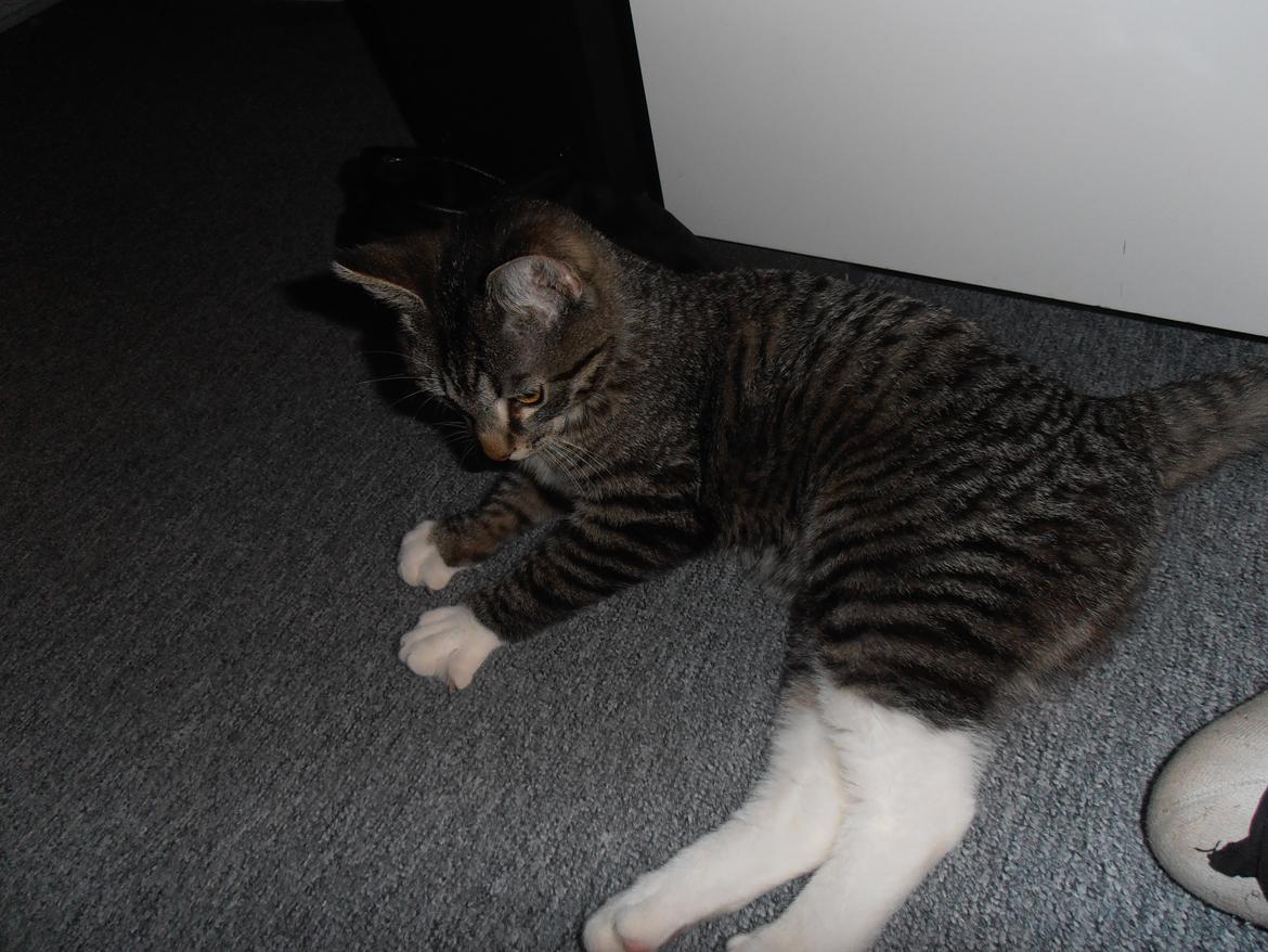 Huskat Tykke drengen :) billede 8