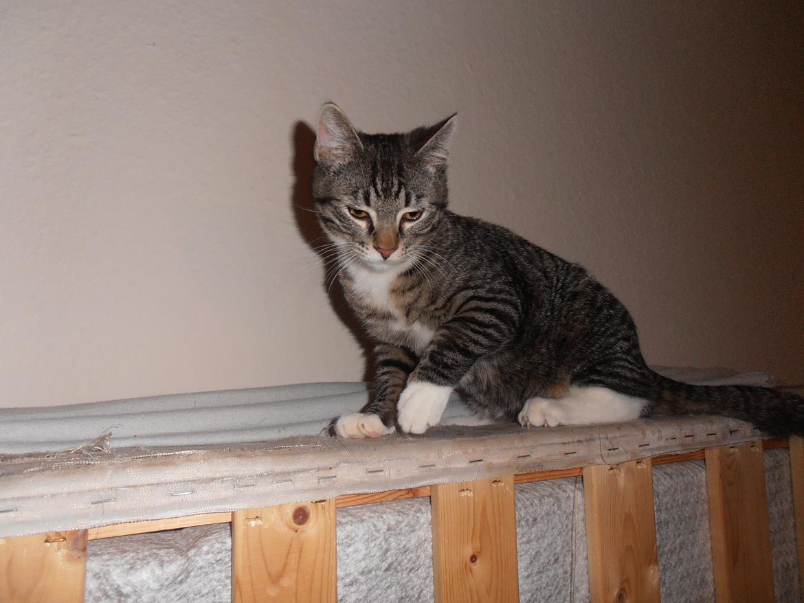 Huskat Tykke drengen :) billede 9