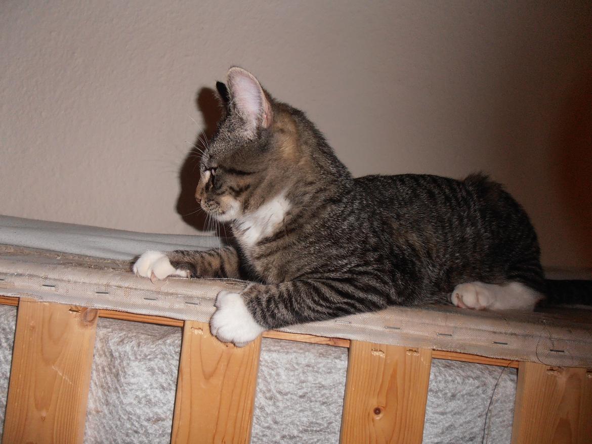 Huskat Tykke drengen :) billede 10