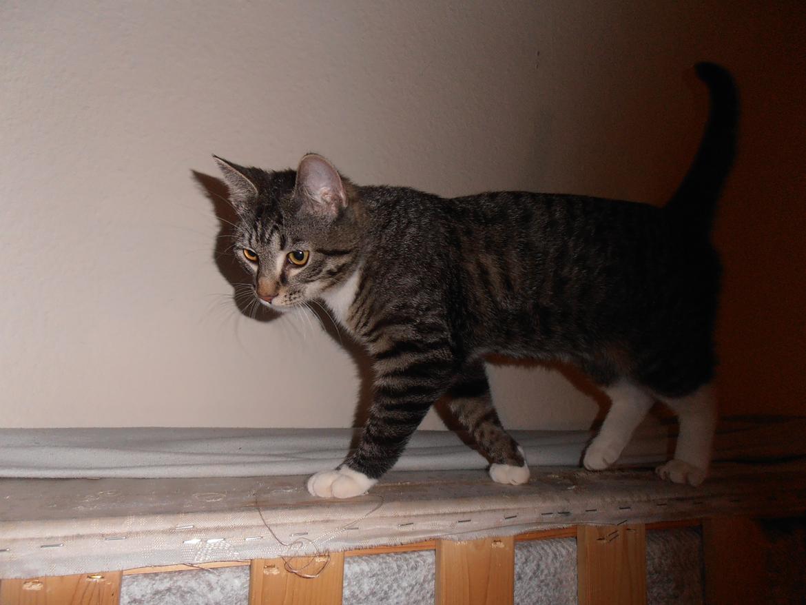 Huskat Tykke drengen :) billede 11