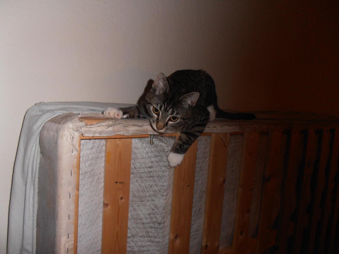 Huskat Tykke drengen :) billede 12