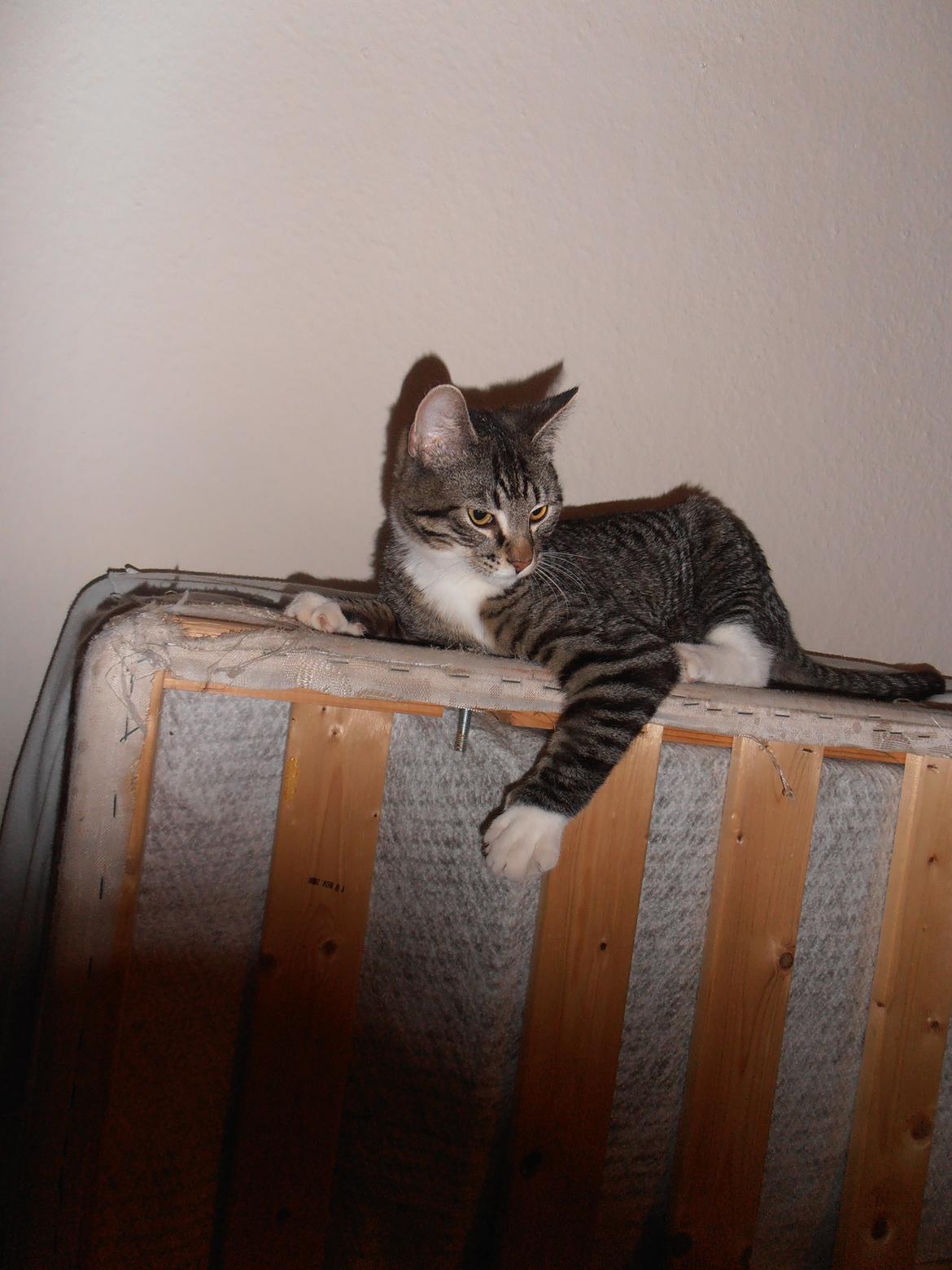 Huskat Tykke drengen :) billede 13