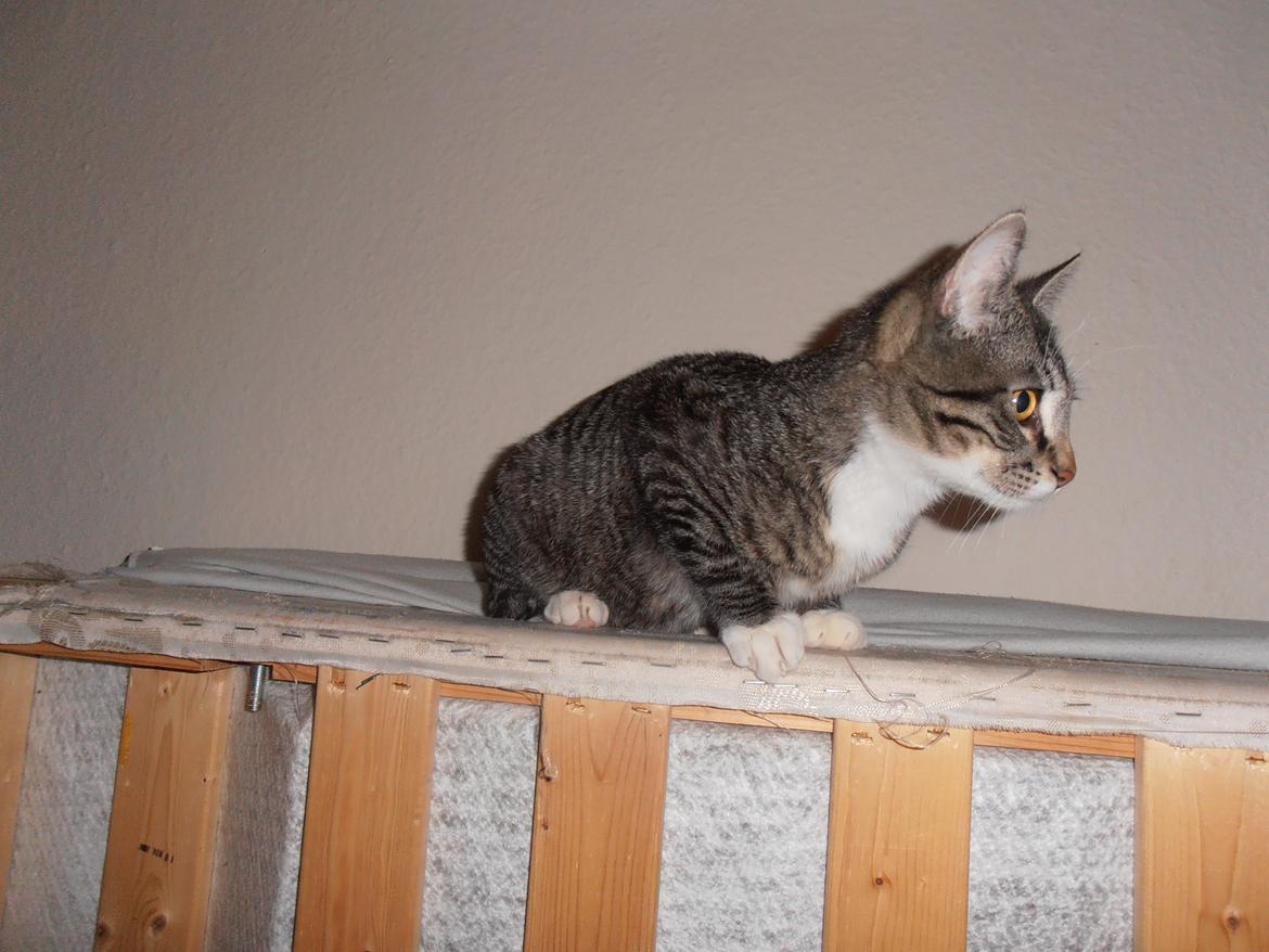 Huskat Tykke drengen :) billede 14