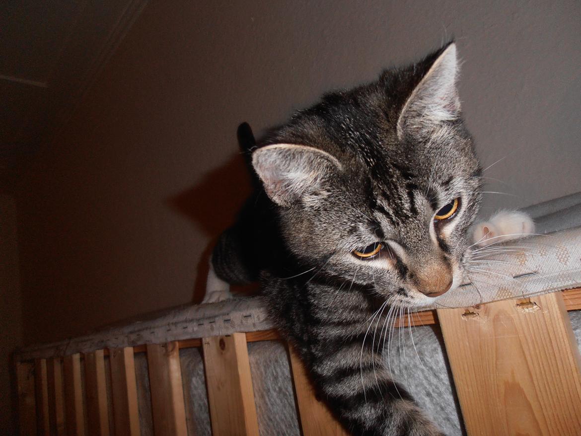 Huskat Tykke drengen :) billede 15