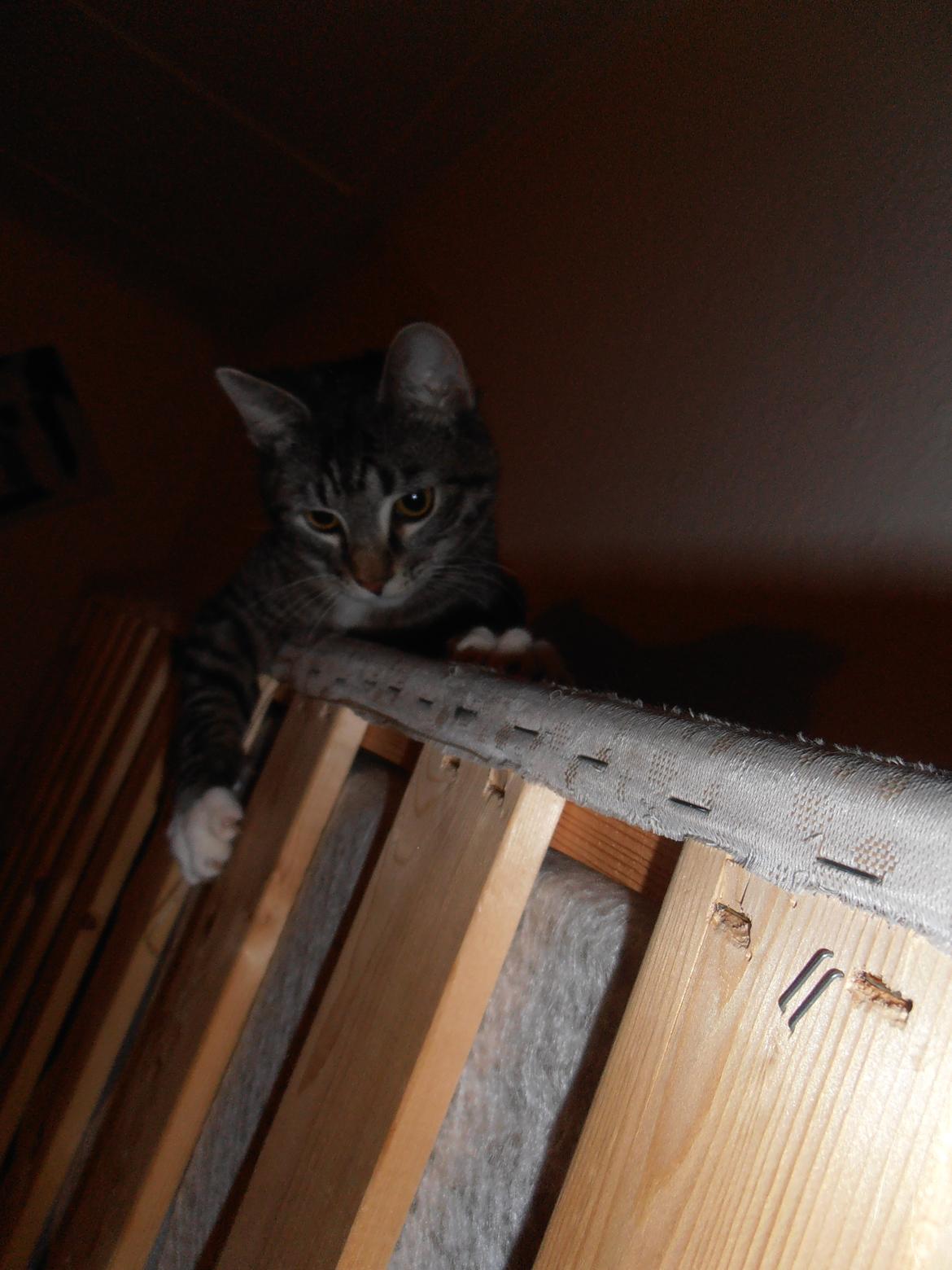 Huskat Tykke drengen :) billede 16