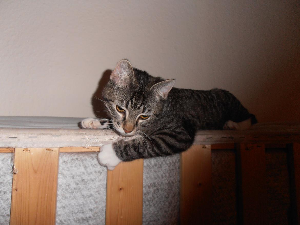 Huskat Tykke drengen :) billede 17