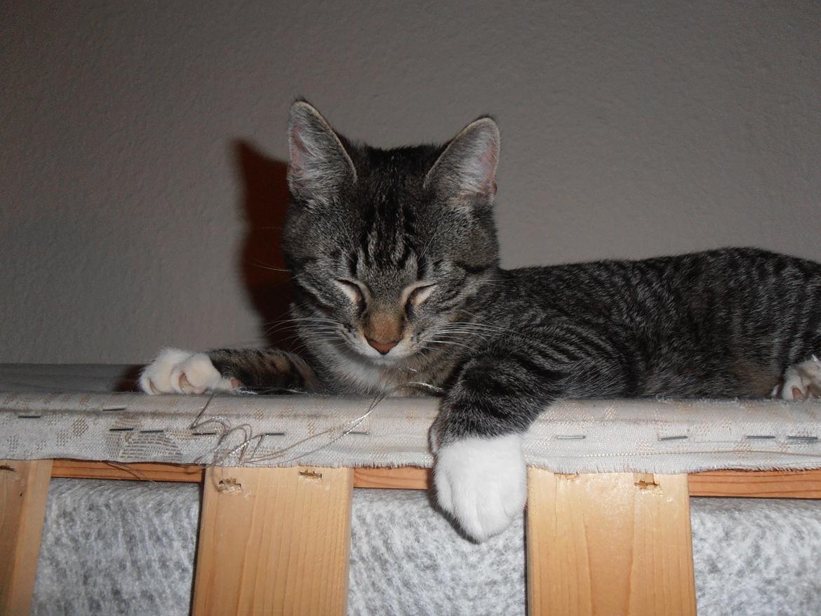 Huskat Tykke drengen :) billede 18