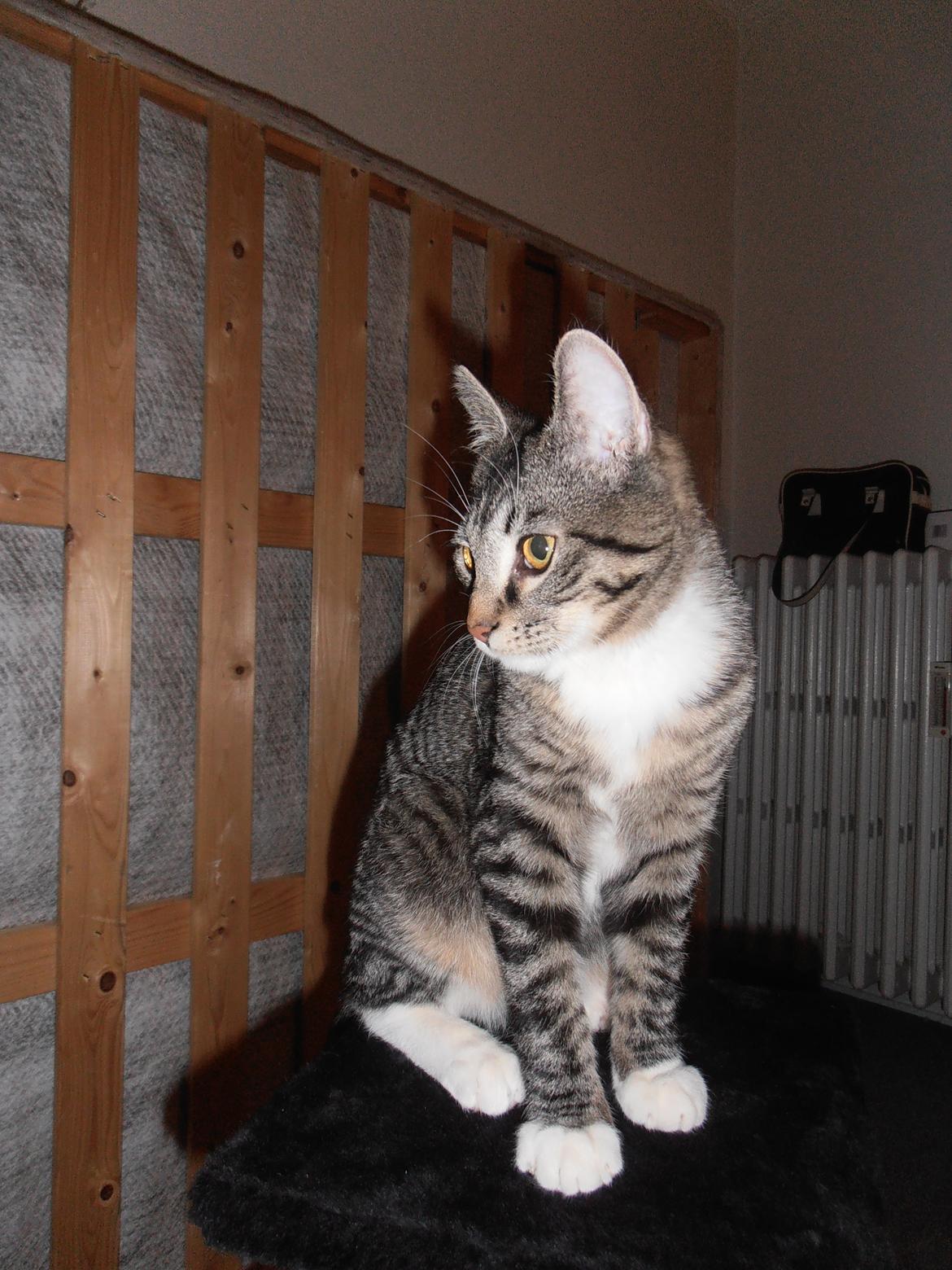 Huskat Tykke drengen :) billede 19