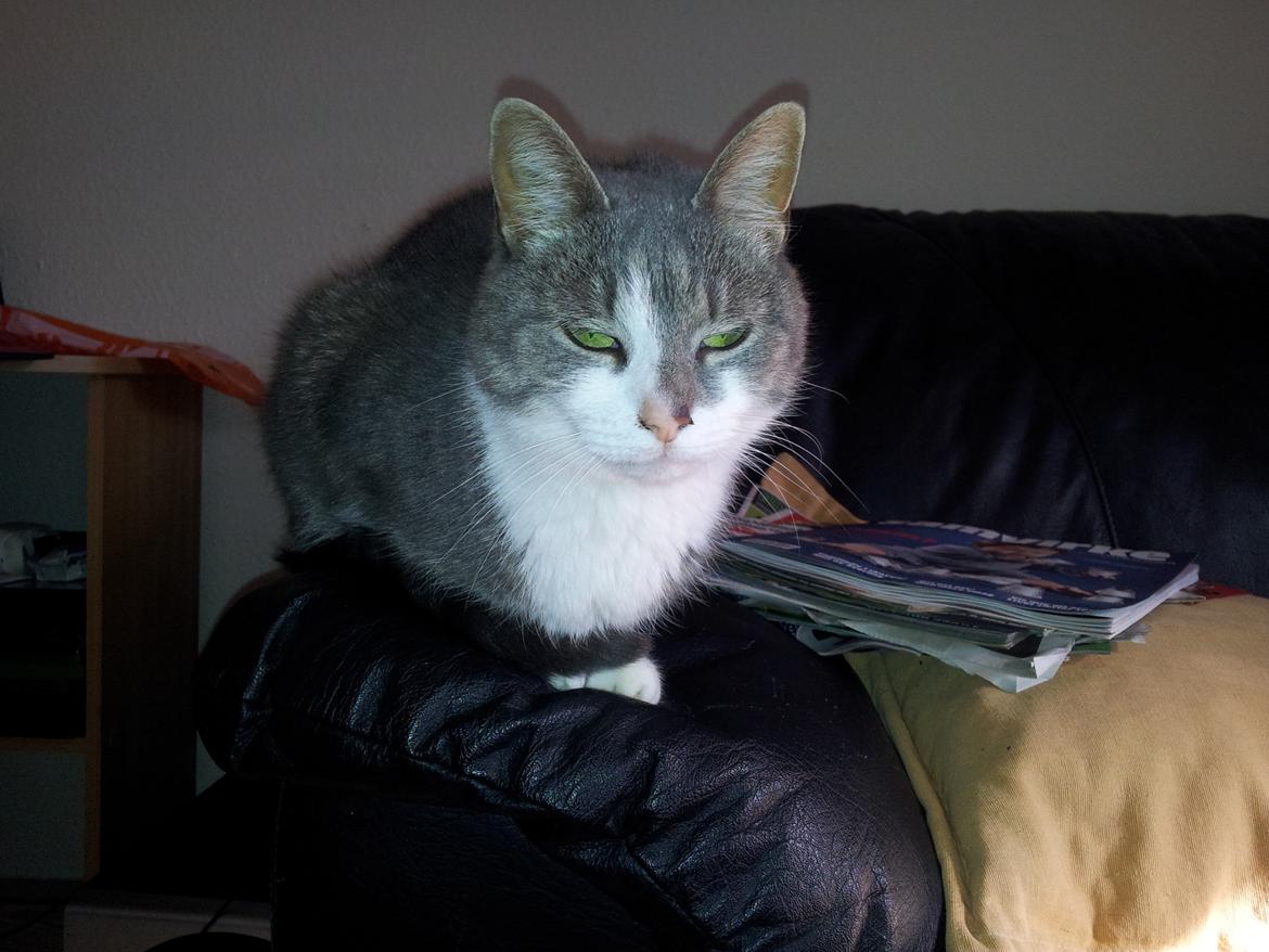 Huskat Mini billede 1