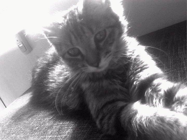 Blanding af racer Laika billede 1