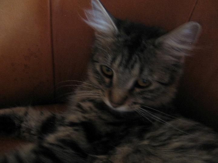 Blanding af racer Laika billede 2