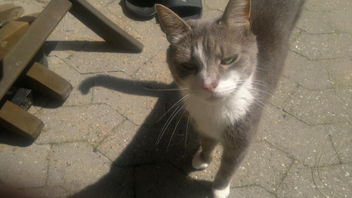 Huskat Mini billede 2