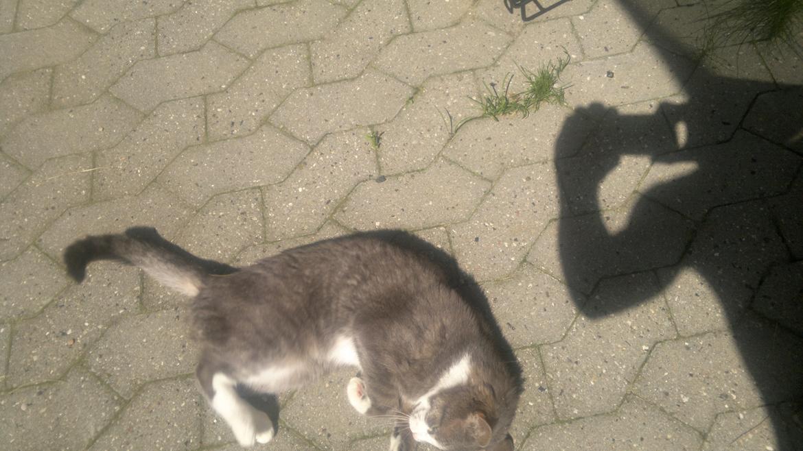 Huskat Mini billede 3