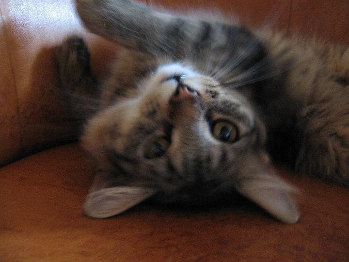 Blanding af racer Laika billede 3