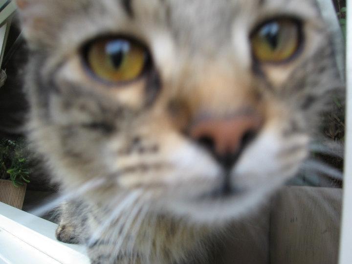 Blanding af racer Laika - Hvad er det du har der?? billede 4