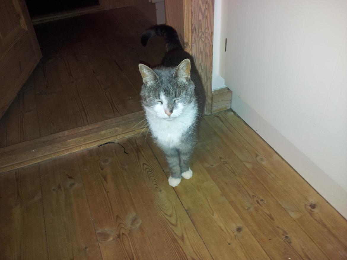 Huskat Mini billede 4