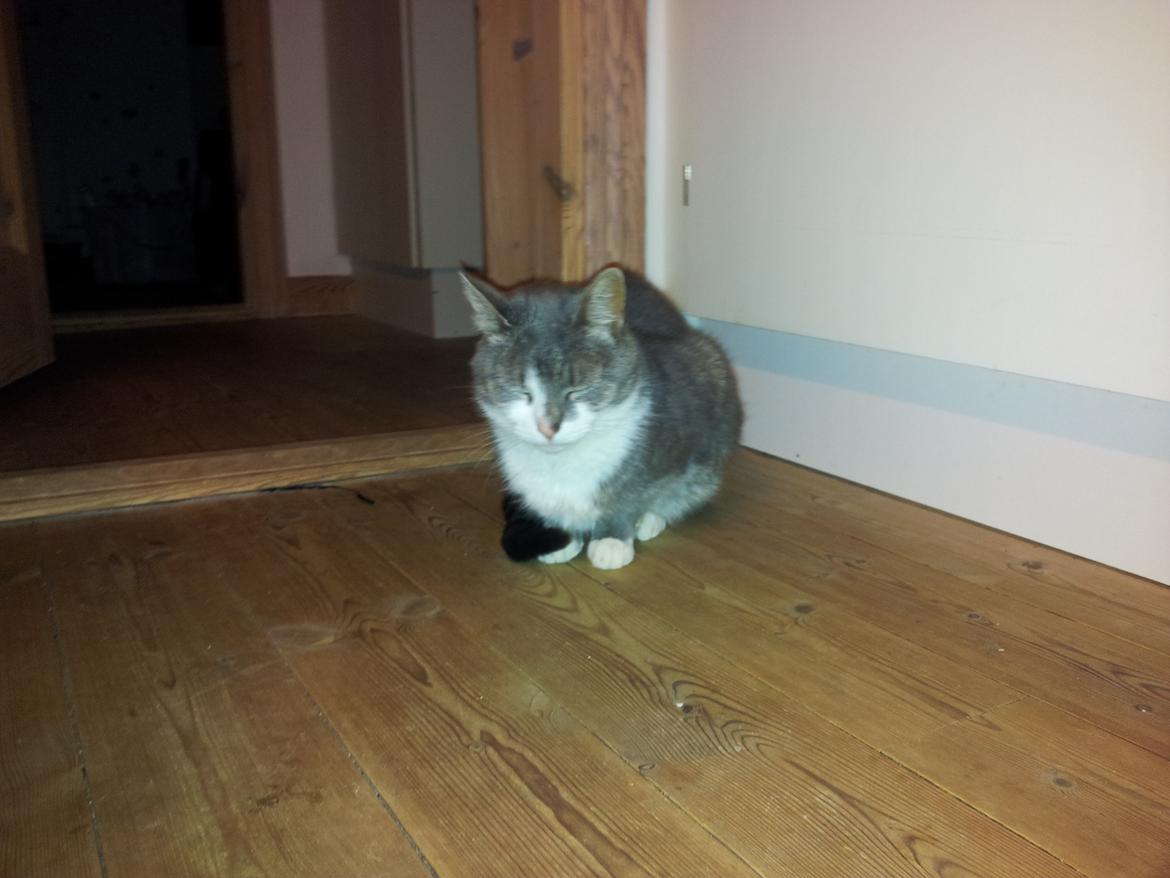 Huskat Mini billede 5