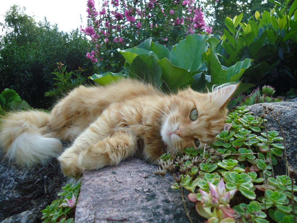Blanding af racer Kitty <3 billede 1
