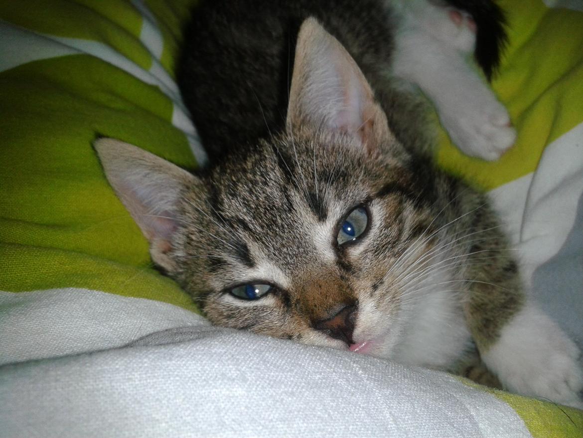 Huskat Mille billede 2