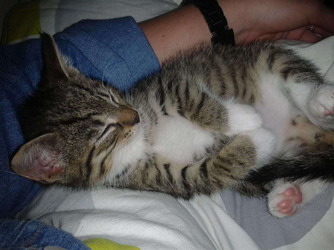 Huskat Mille billede 4