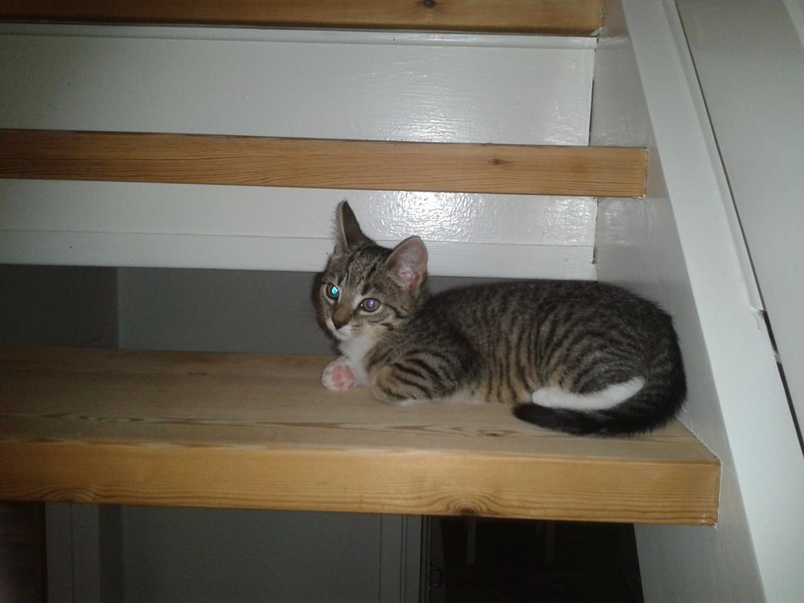 Huskat Mille billede 5