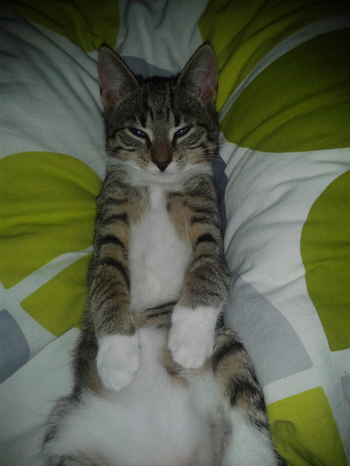 Huskat Mille billede 6