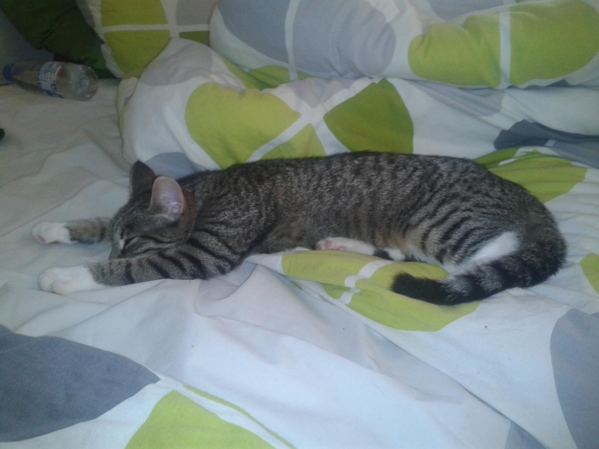 Huskat Mille billede 7