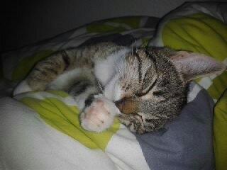 Huskat Mille billede 10