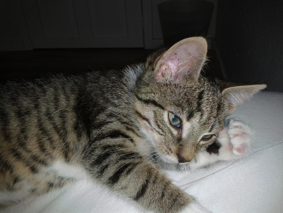 Huskat Mille billede 11