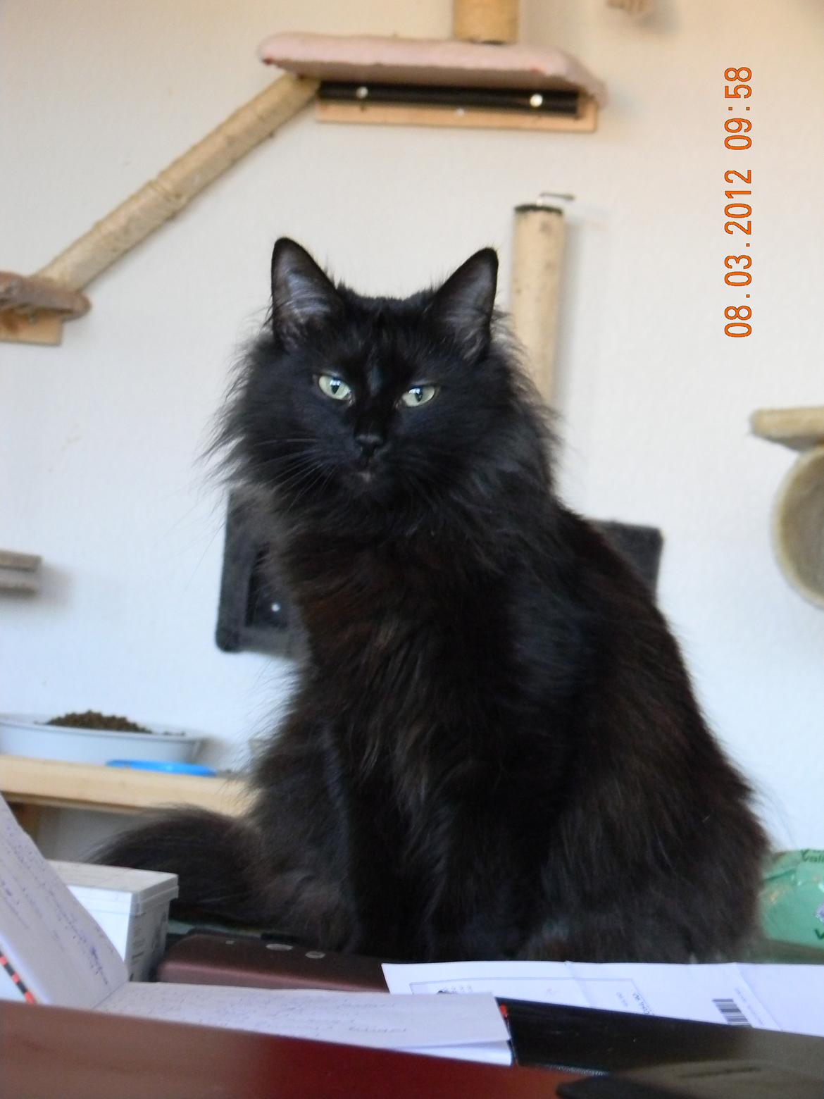 Norsk Skovkat CH DK Nobel-dream´s A Jump billede 28