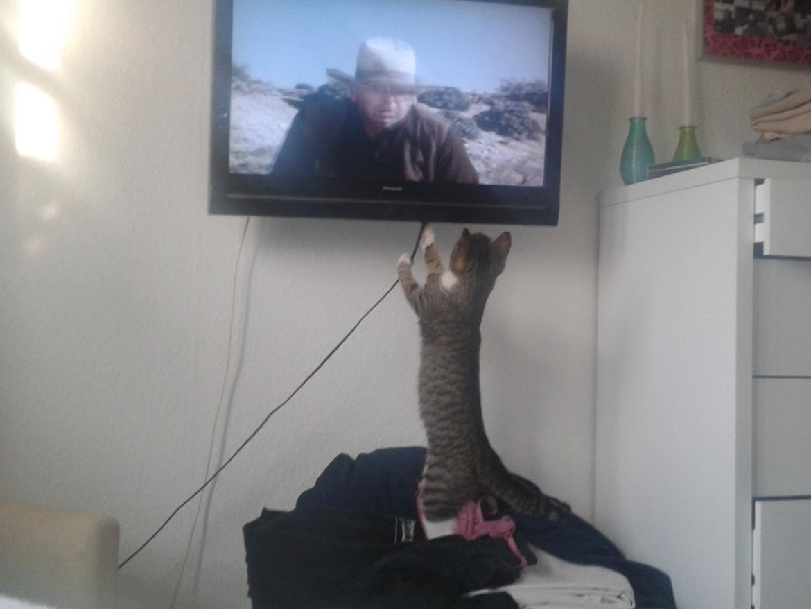 Huskat Mille billede 12