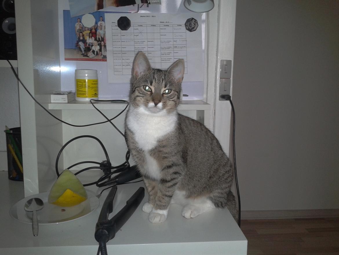 Huskat Mille billede 13