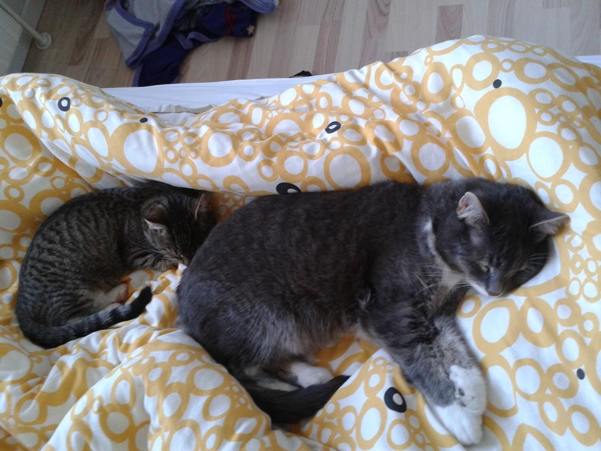 Huskat Mille billede 14