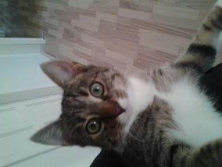 Huskat Mille billede 15