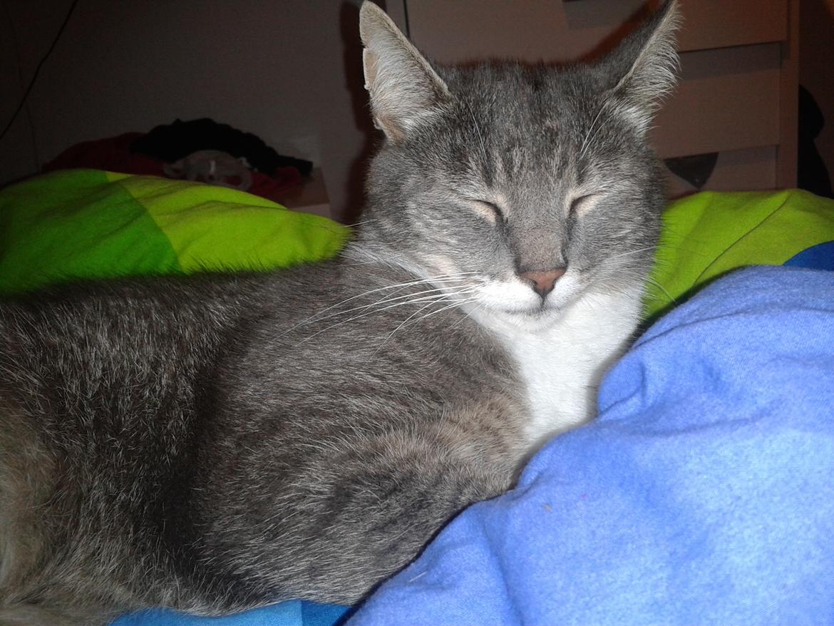 Blanding af racer Nuser billede 18