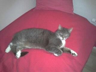 Blanding af racer Nuser billede 19