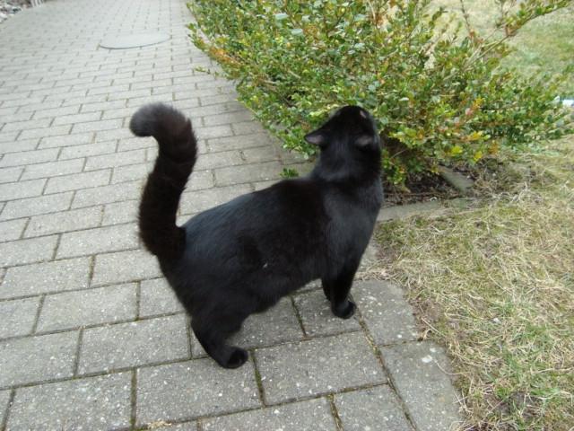 Huskat Mickey - ca 9 måneder gammel og 4 kg billede 9