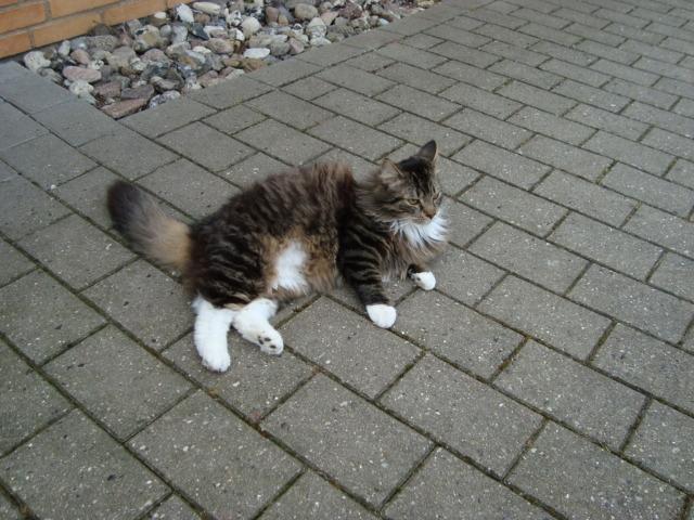 Blanding af racer McQueen (tidl. kat) - En svaler udenfor billede 9