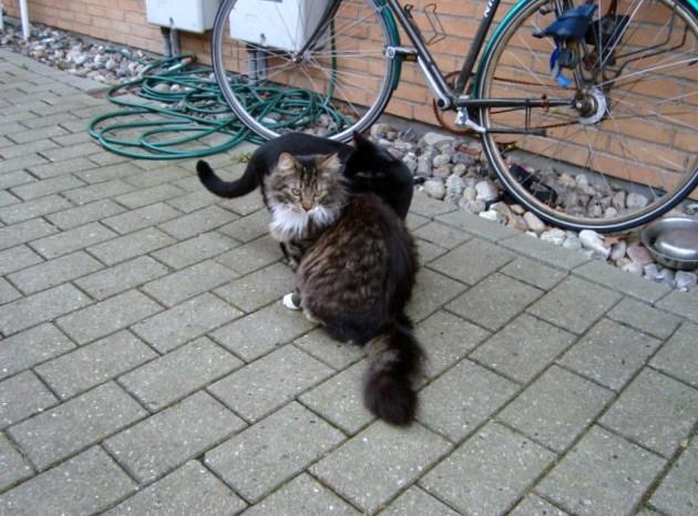 Blanding af racer McQueen (tidl. kat) - McQueen og Mickey ca 9 måneder gamle i en hyggestund i det fri billede 10