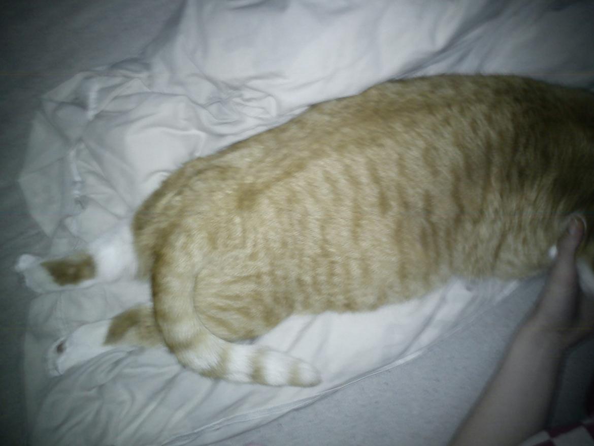 Huskat Minnie - Sådan kan man jo også sove!
Hihi .
03.02.12 billede 13