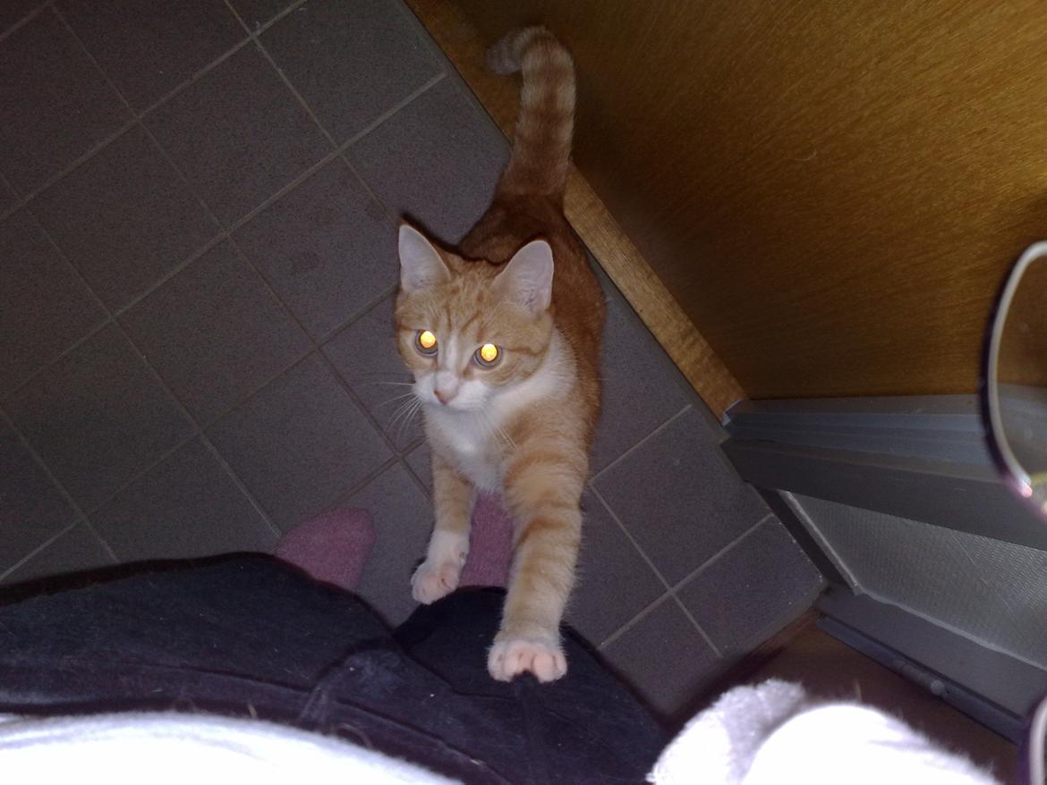 Huskat Minnie billede 14