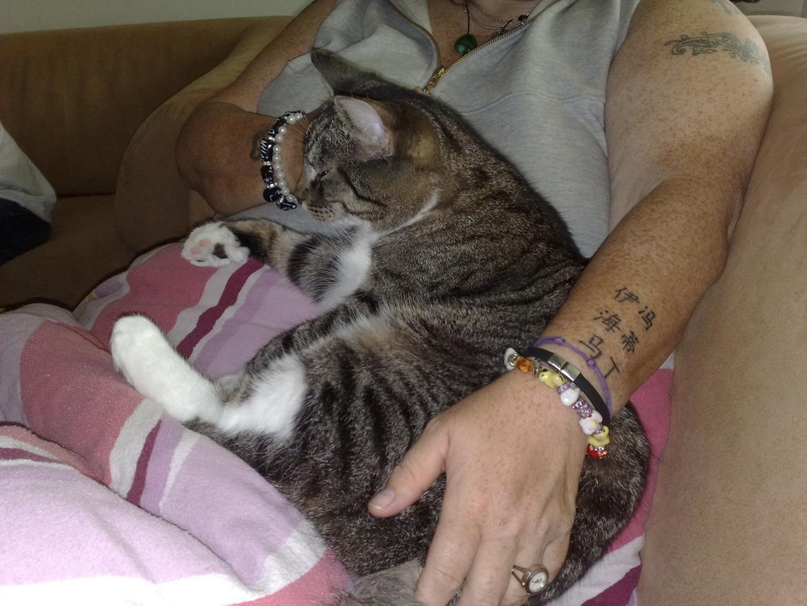 Huskat Gizmo - Putte hos mormor <3 billede 14