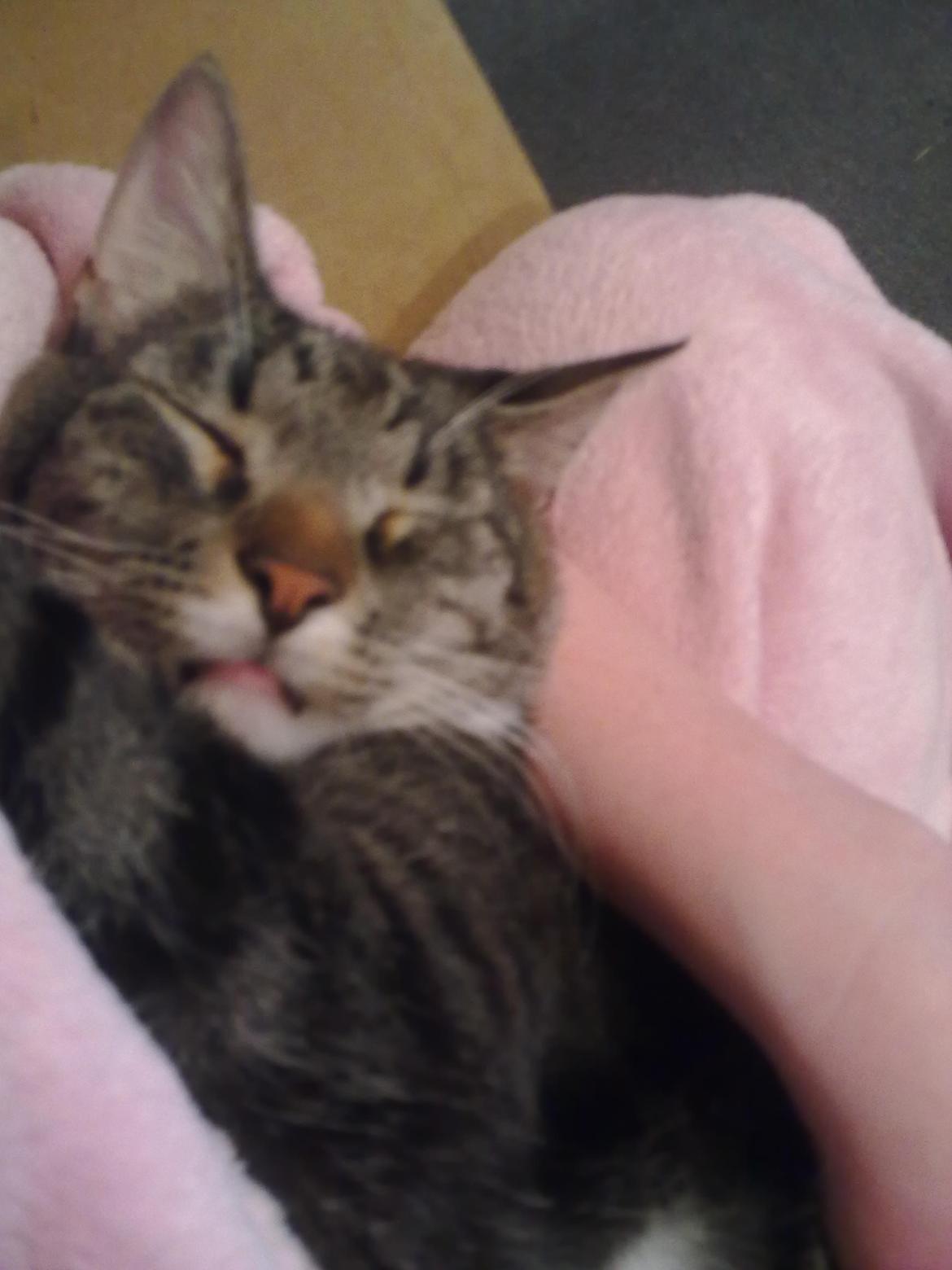 Huskat Gizmo - Sleeeeep! billede 15